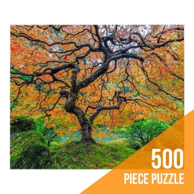 Japanese Maple by Vldn Taylor