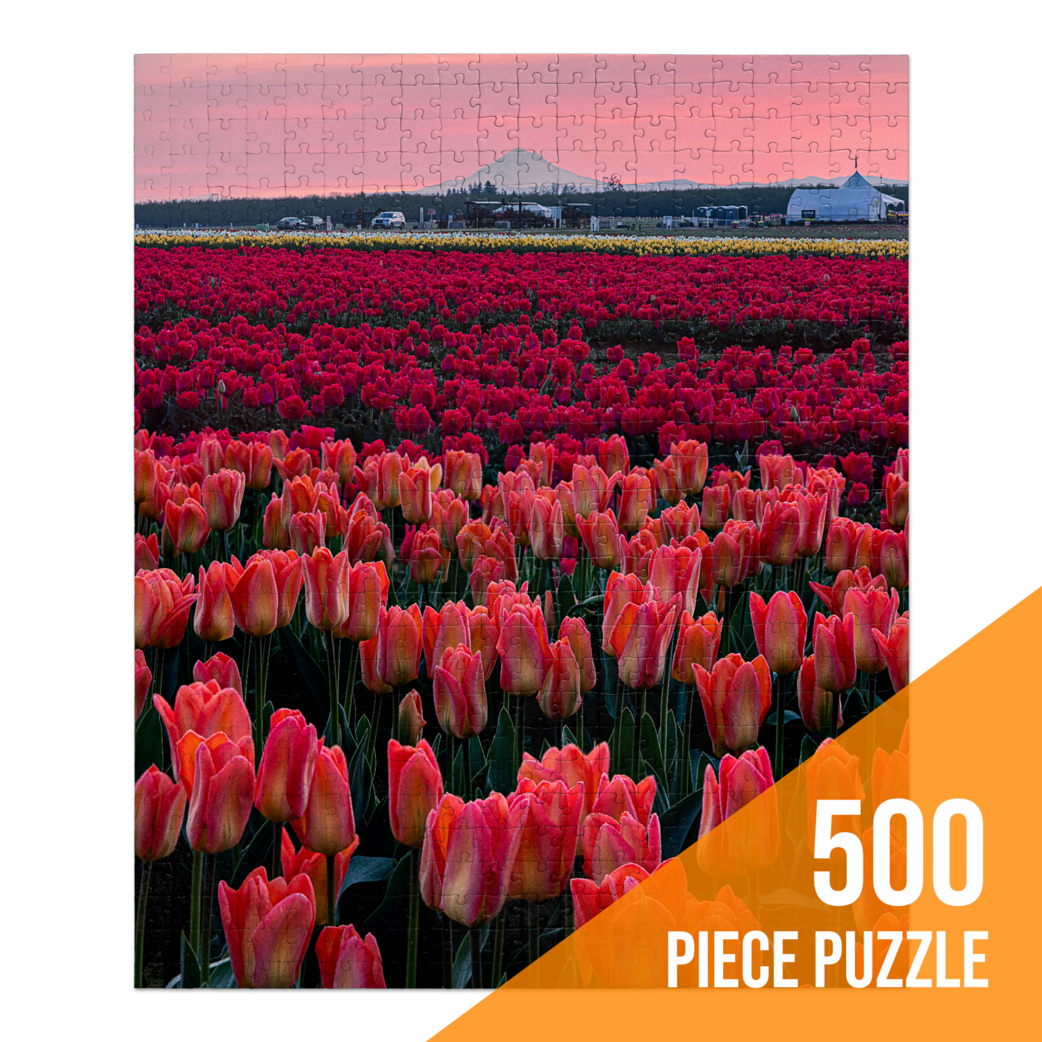 Wooden Shoe Tulip Farm at Sunrise by Vldn Taylor