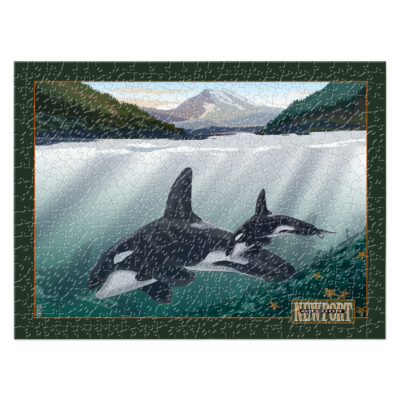 Orcas of Newport, Oregon